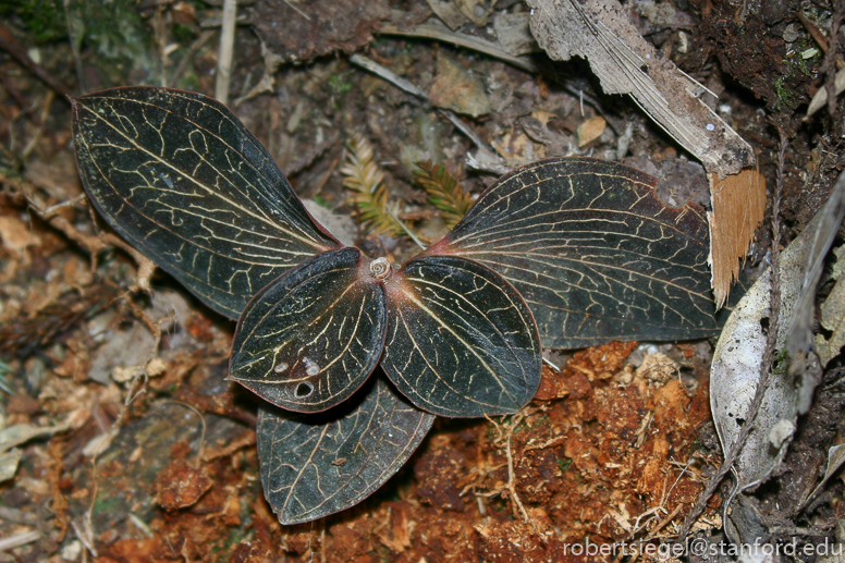 borneo 2005